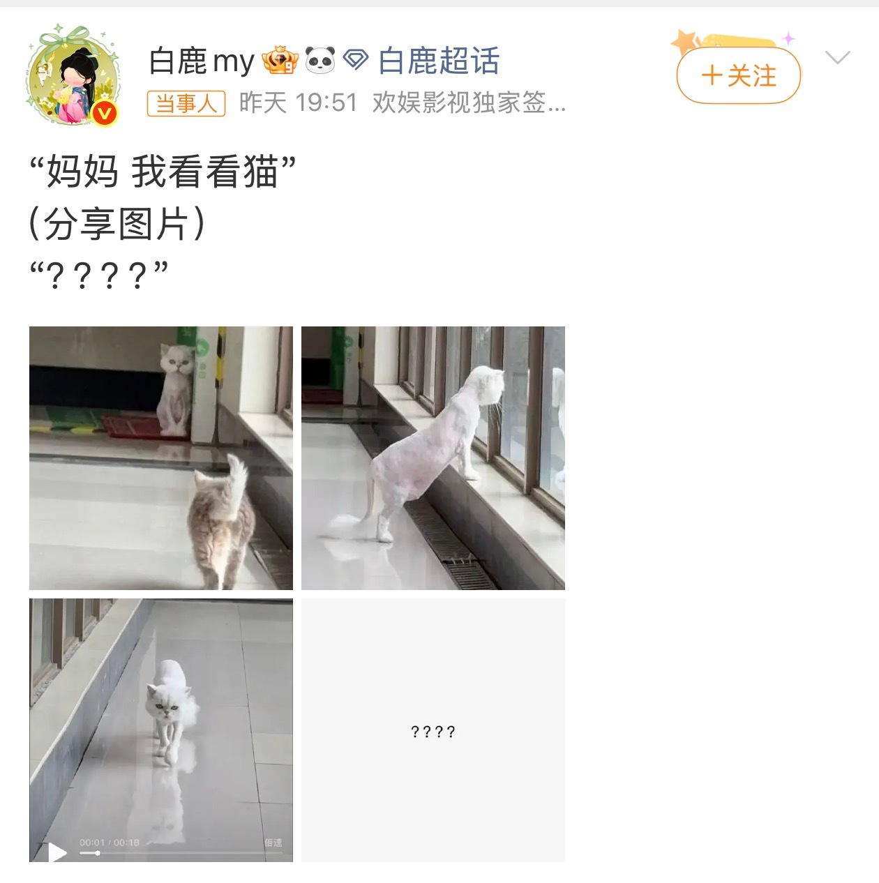 白鹿这真的是我的猫吗每一个养猫人应该都懂这种心情猫这种东西，别看平时养的多胖，猫