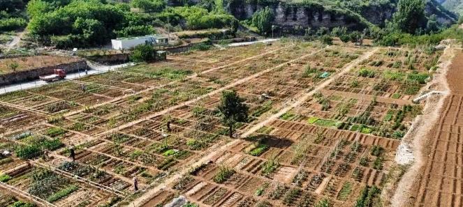 [太阳]“人怎么能这么聪明！”山东，一男子家里有10亩地，种普通作物收益微薄，忙