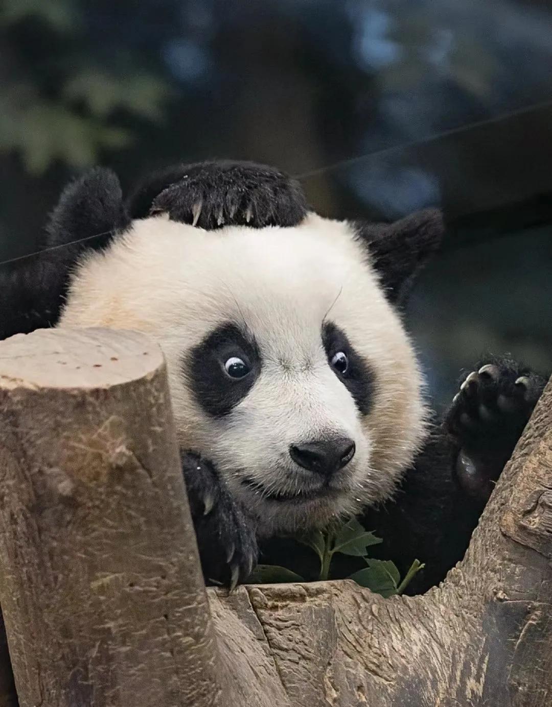 告诉我！是谁按住了睿宝的脑壳？
看这架势，已经开始担心睿宝长大后的颜值了。
不得