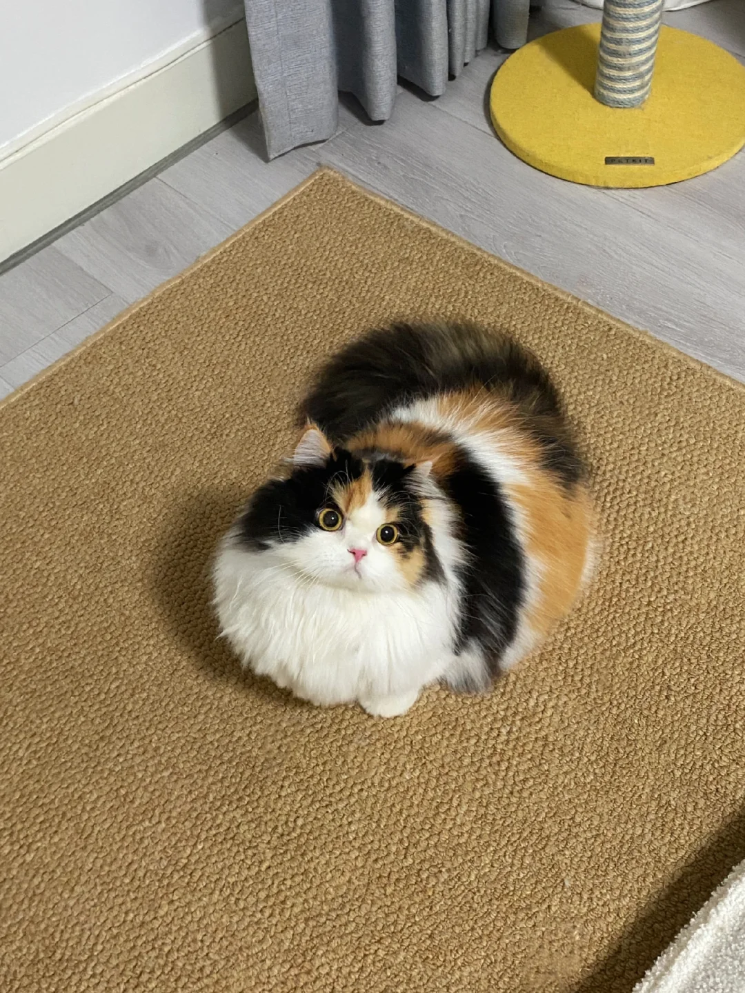小猫放屁导致全球变暖