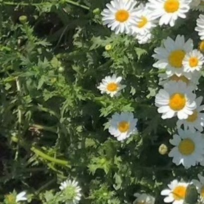 每日一善🌳每日一善 🌳阳光信用 生活是岁月编织的画卷，每一帧都值得感恩。我们