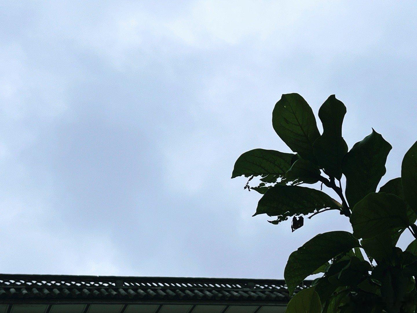 雨未至 