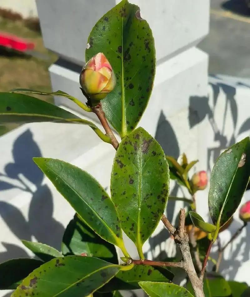 家养茶花叶子全掉光？别急着扔，99%都能救活，还能省下几百块再买新盆！

茶花光