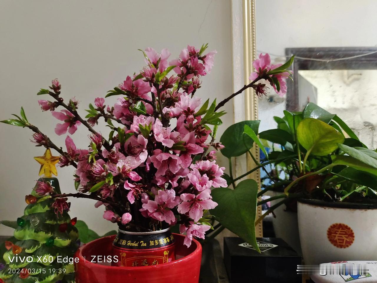 #春日生活打卡季#桃花开得正旺！
一瓶易拉罐，插上一把桃花枝，每天浇浇水，便开得