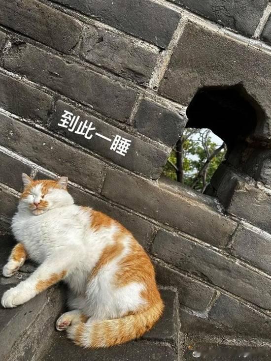 “长城猫”意外出圈引外国游客沦陷 海外视频走红据时间视频报道，近日，长城上的猫咪