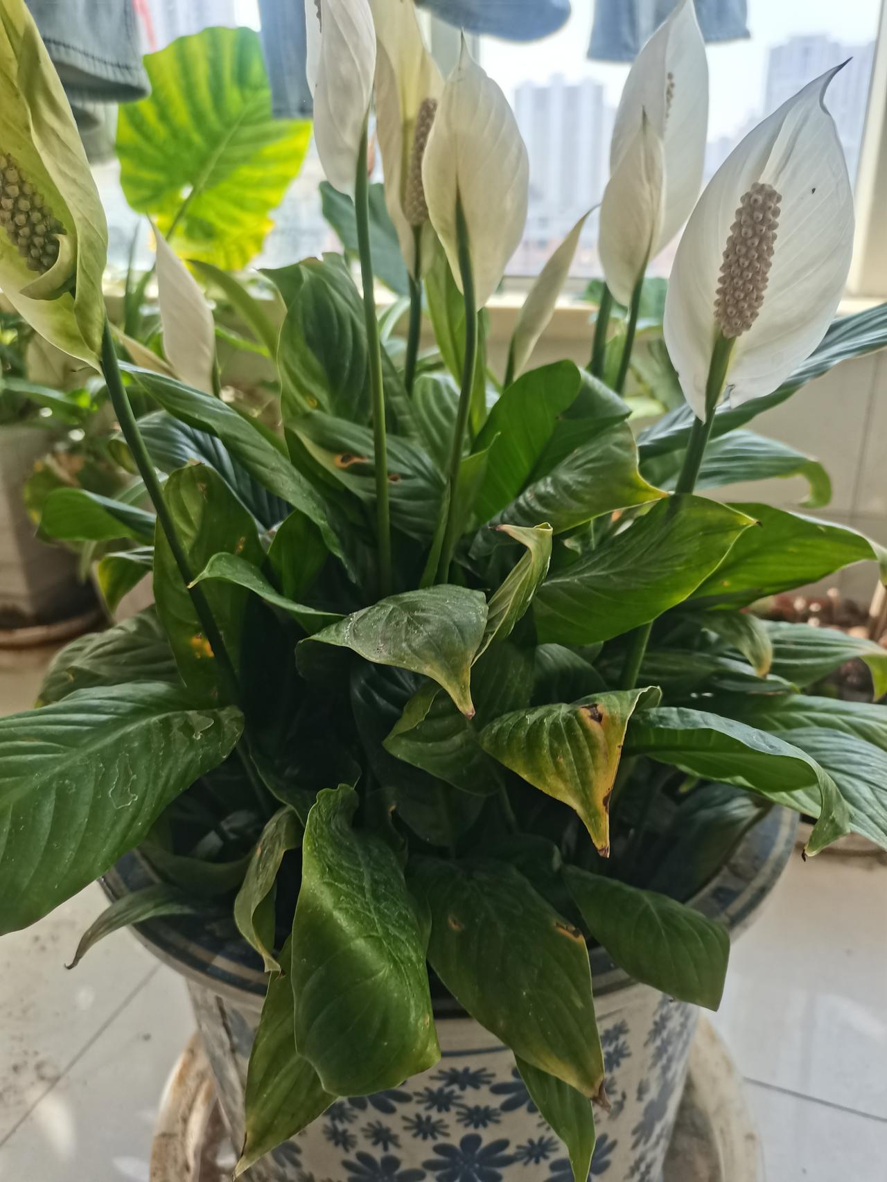 维持一个家，至关重要的因素是心中有爱，还需拥有宽容包容之心。家是讲情之所，而非讲