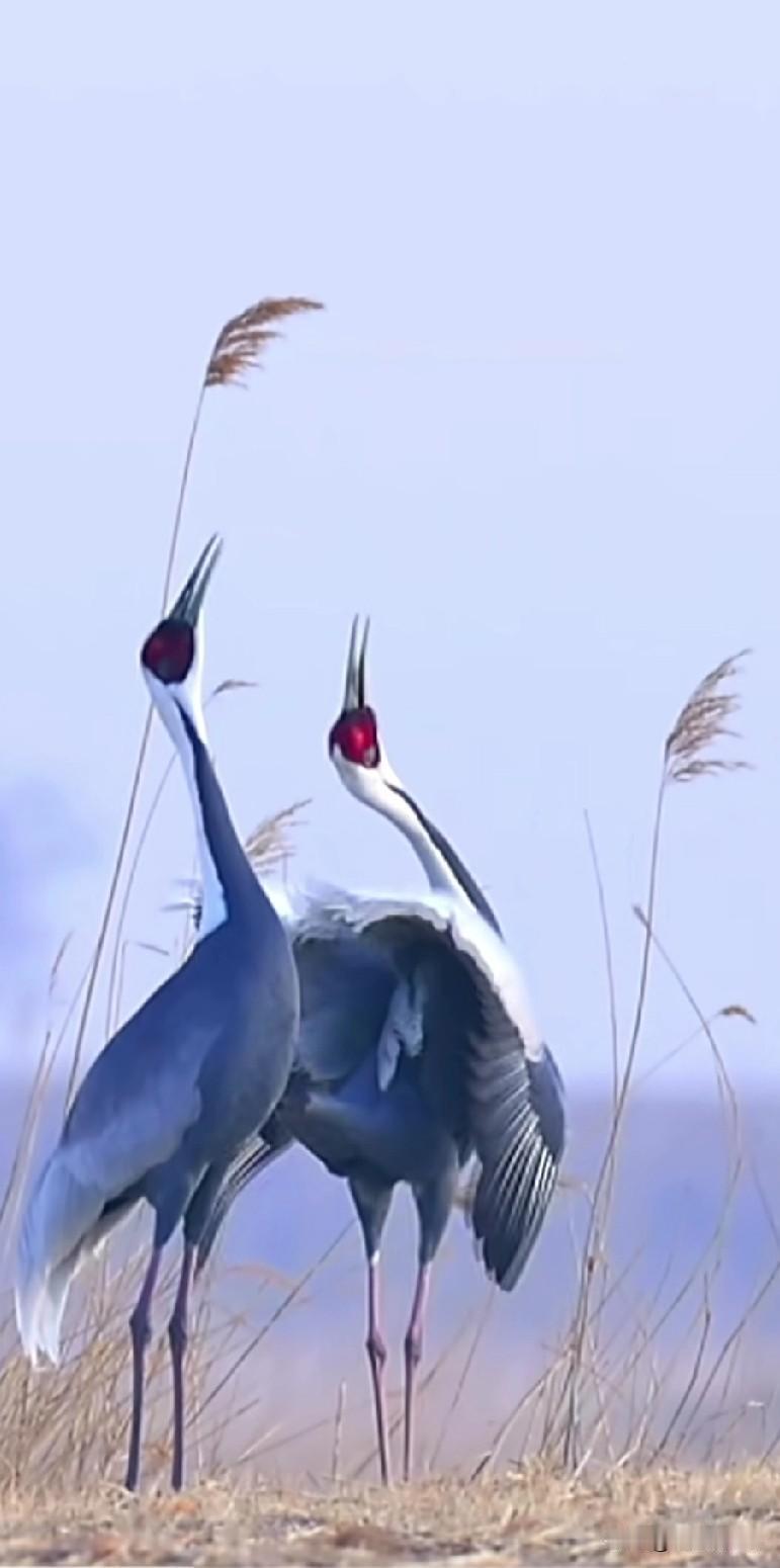 胃癌通过所有治疗后，怎样恢复体力？
通过和胃癌战友的沟通，胃癌战友大多都是积极乐