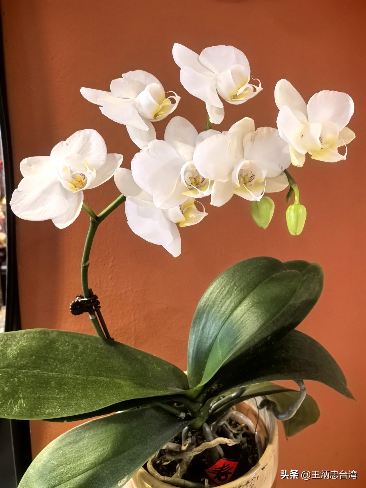 春分已过，清明将至。看著原先放在窗台的蝴蝶兰，都是过往花朵凋谢后经母亲修剪，如今