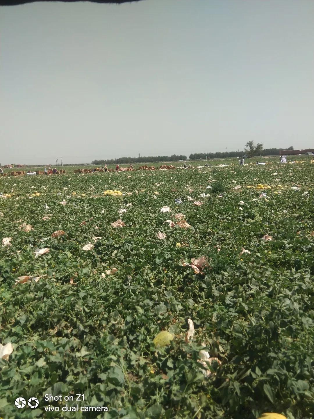 #拍拍地里面的庄稼#
哈密瓜。