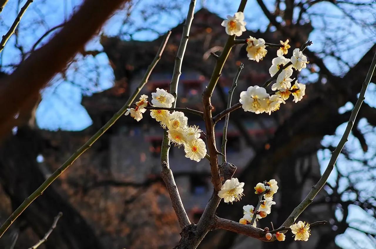 《 春暖 》

腊梅迎春笑开颜，
东风拂面绽笑脸。
寒潮退去天气暖，
冬去春来美