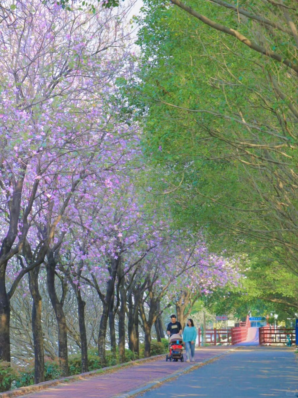 我被浪漫到了！琶洲江边小众紫荆花小道🌸