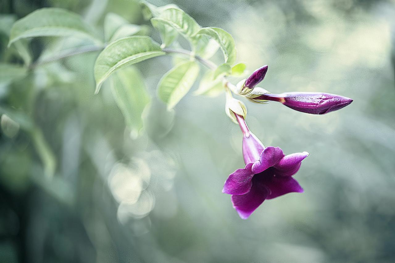 开在藤枝上的花