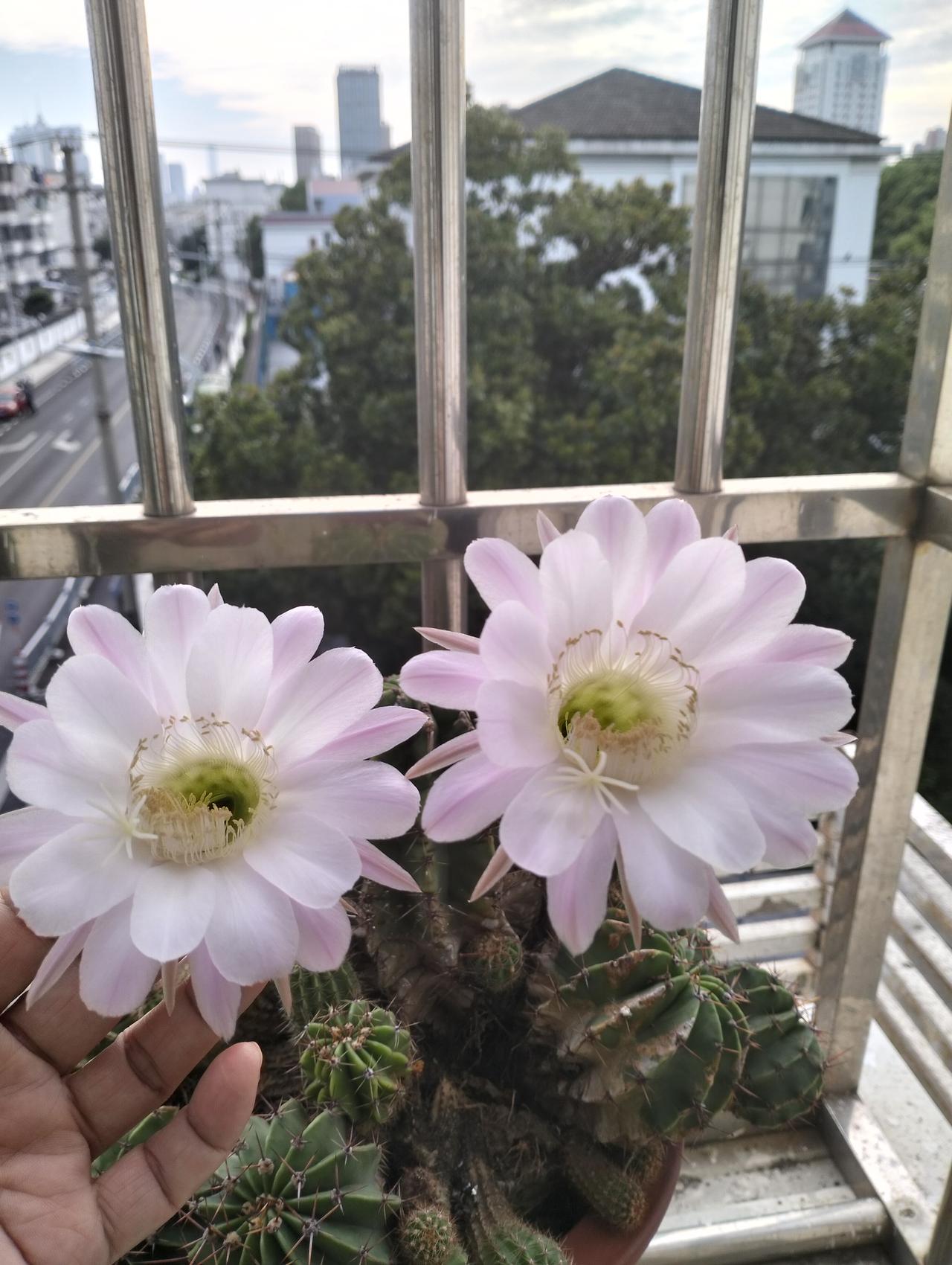 今早上一醒来，就发现了一个小惊喜，仙人球开花了，还是二大朵，粉白粉白的，也顾不上