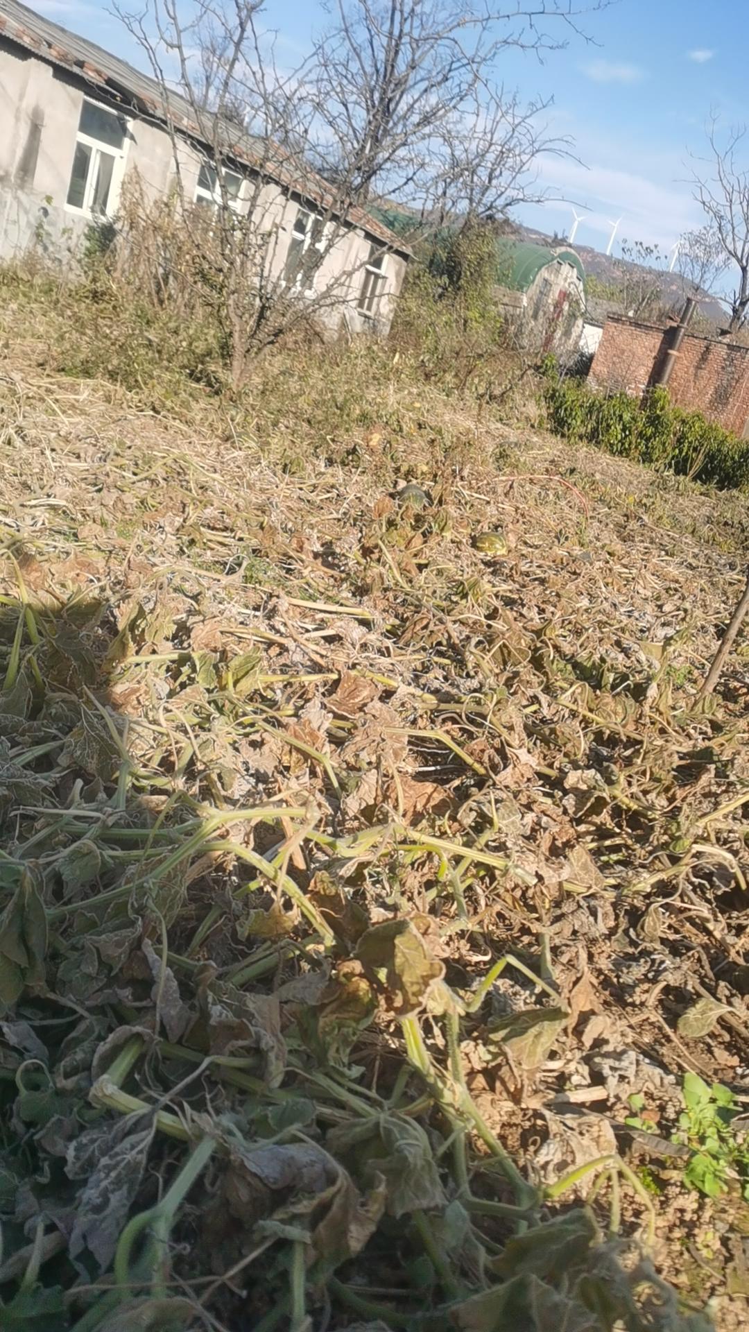 我蹲在这片荒草地里，指尖捻过被阳光晒得发脆的藤蔓。风从远处山坳里来，卷着枯草碎末