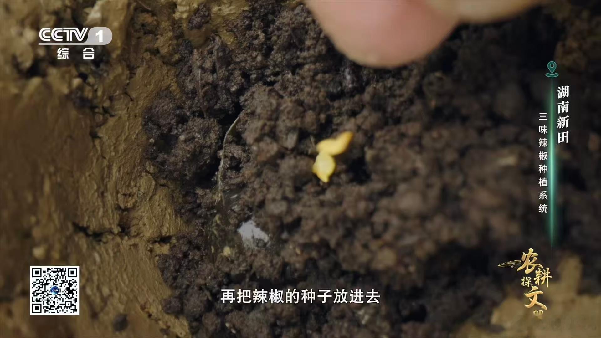 剪尾去盖的田螺刚好适配辣椒种子，稻草覆盖的保温保湿技巧，让发芽过程又快又稳，真的