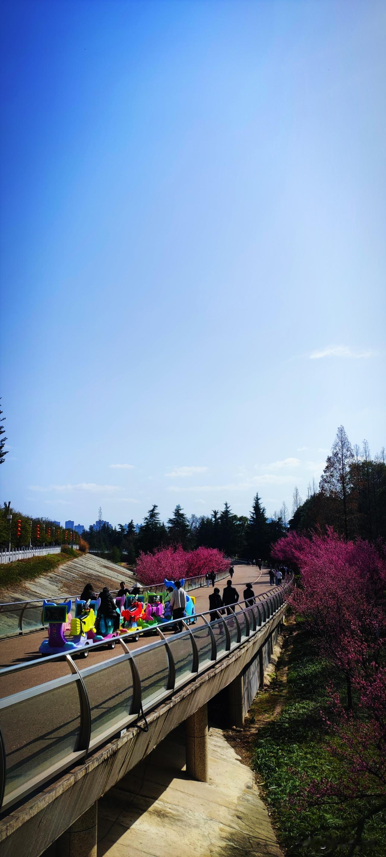 天南地北大拜年这是天汉生态文化公园里的梅林，游览车在此处设有一站台。瞧瞧，人与花