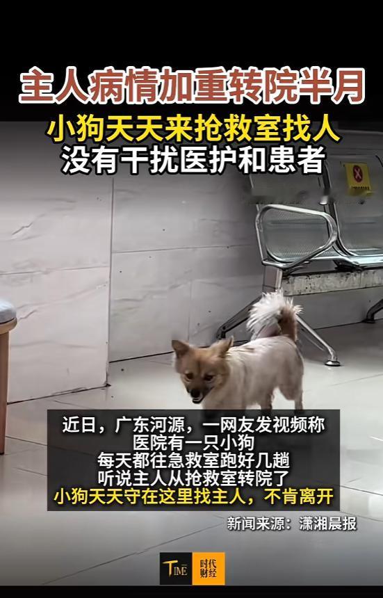 “太有灵性了！”近日，广东河源，一只小狗主人病情加重转院，但它也并不理解“转院”