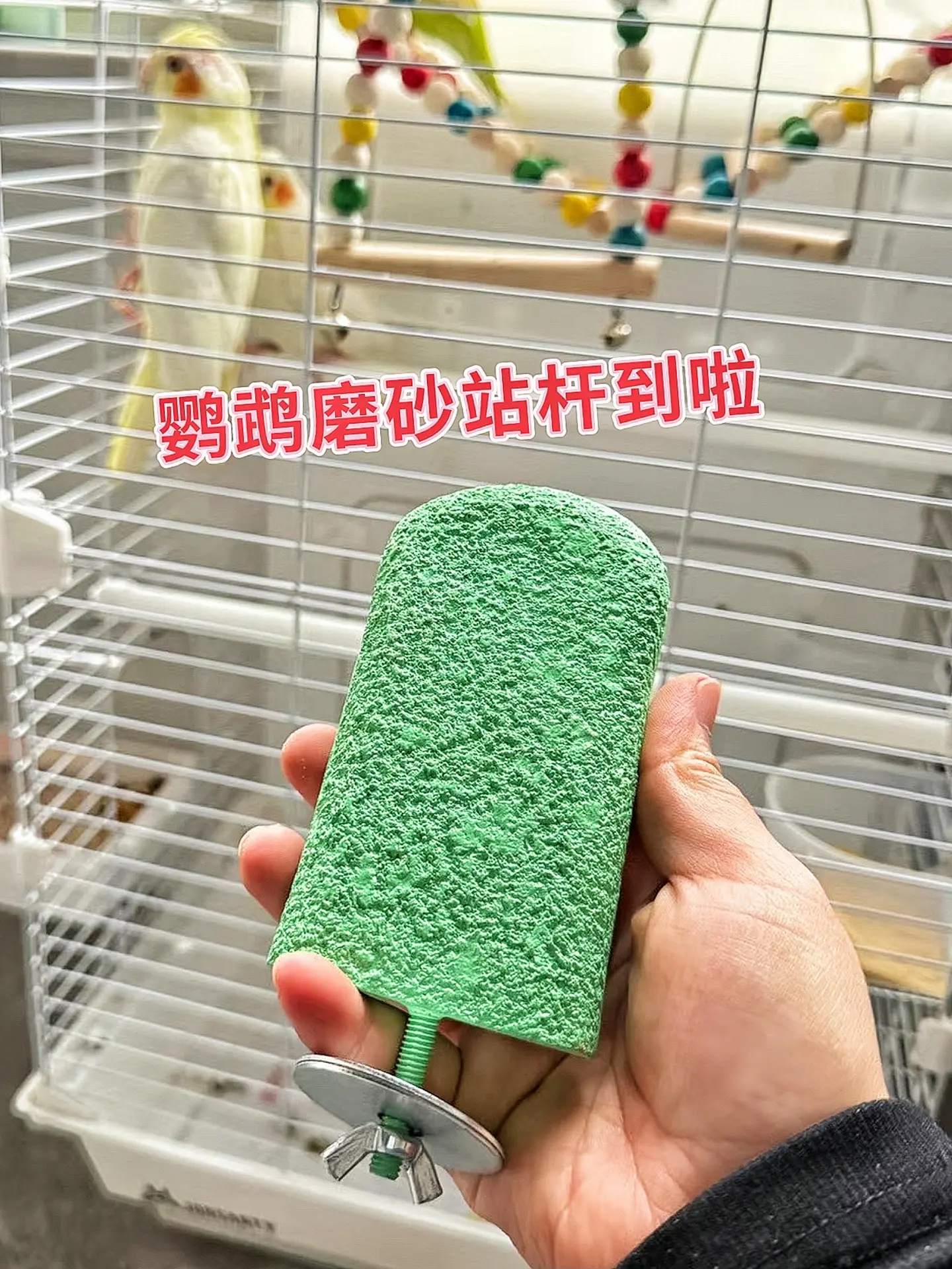 自从给我家鹦鹉换上这款站杆，它再也不烦躁地乱抓了，每天站在上面悠然自得...