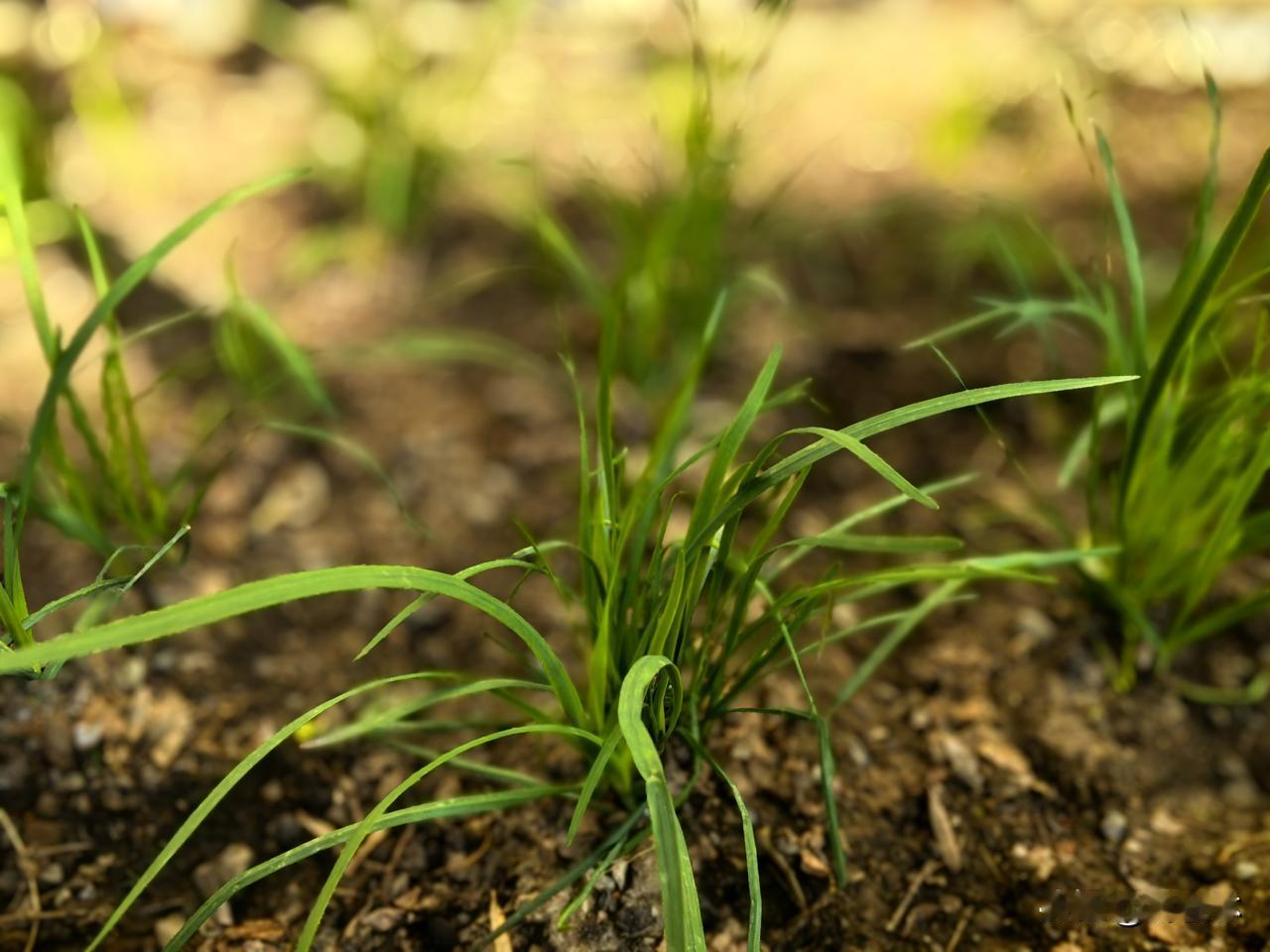 韭菜生得一副修长体态，青嫩挺拔，不挑水土，不惧贫瘠，是极易养活的寻常草木。它不似