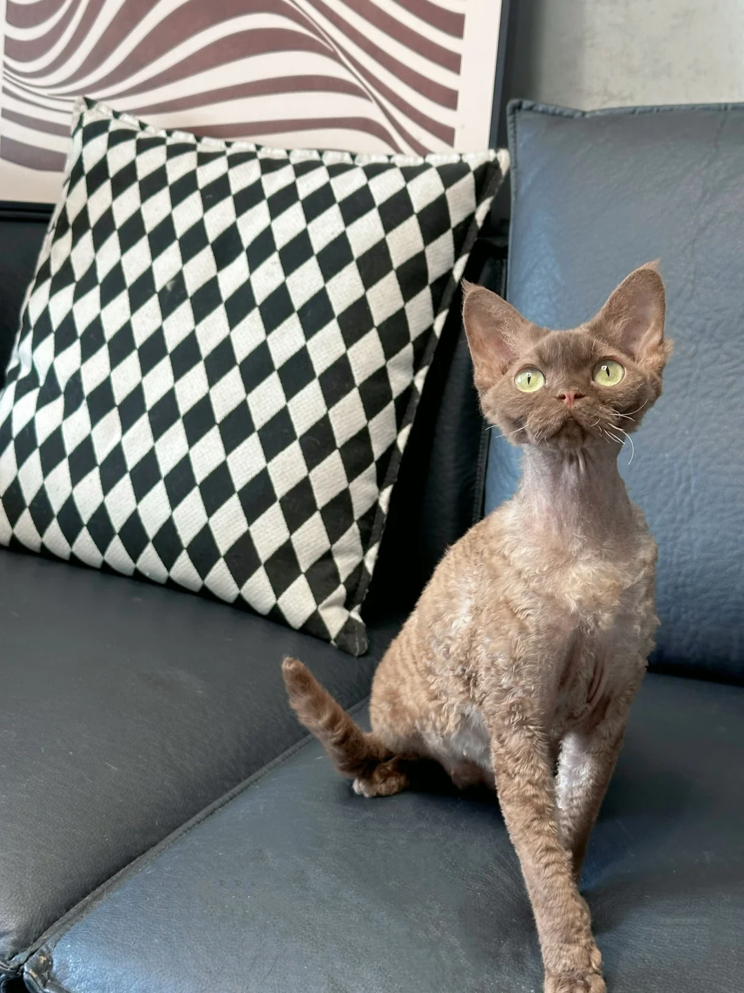 肉桂色德文卷毛猫