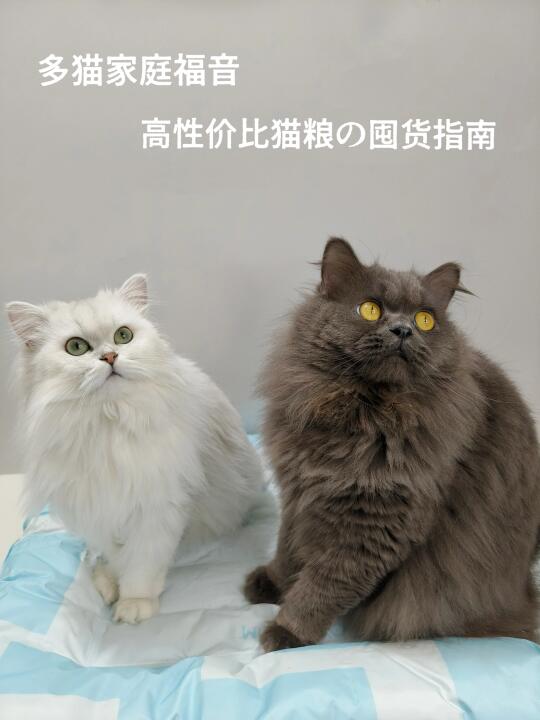 多猫家庭猫粮囤货，性价比还得是它👍