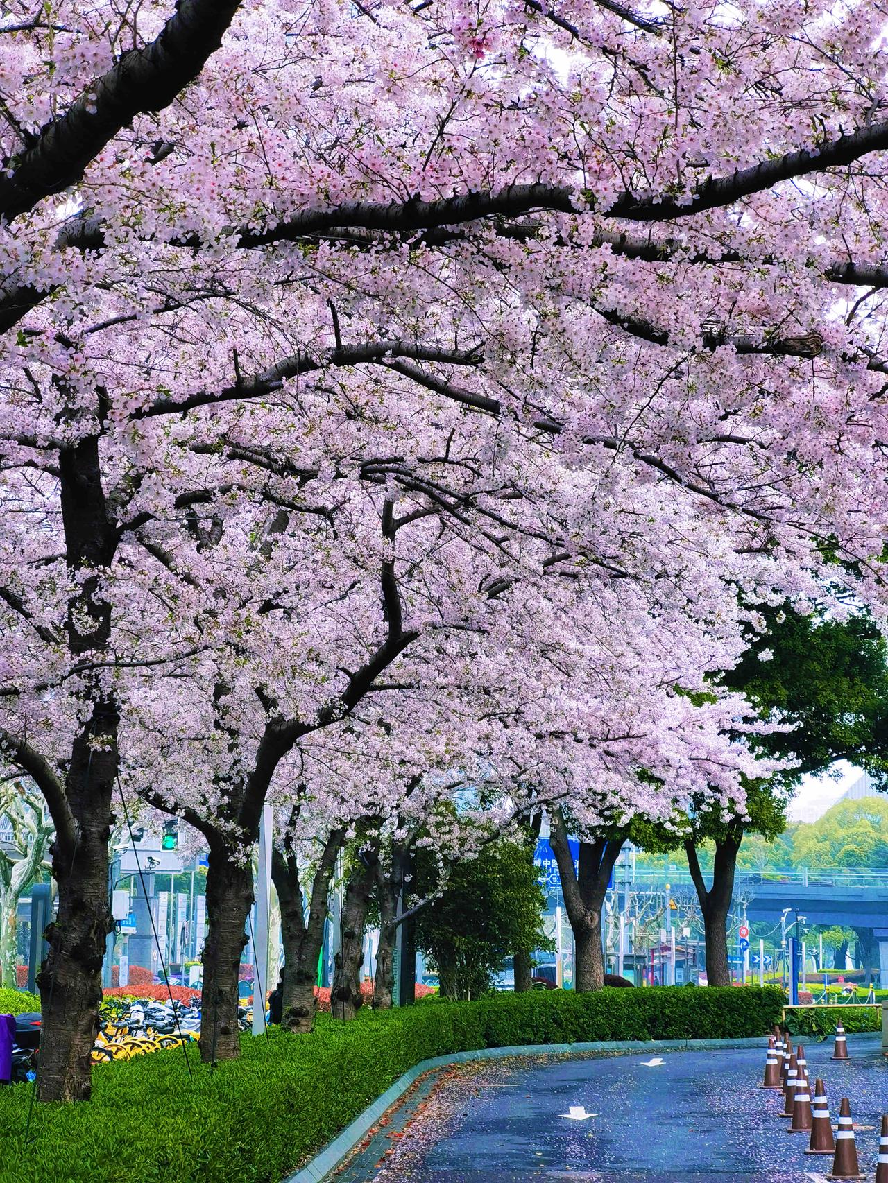 以樱花之名，学会好好爱。

樱花如雪，春愁如诗。
繁花易逝，温柔永存。
开时烂漫