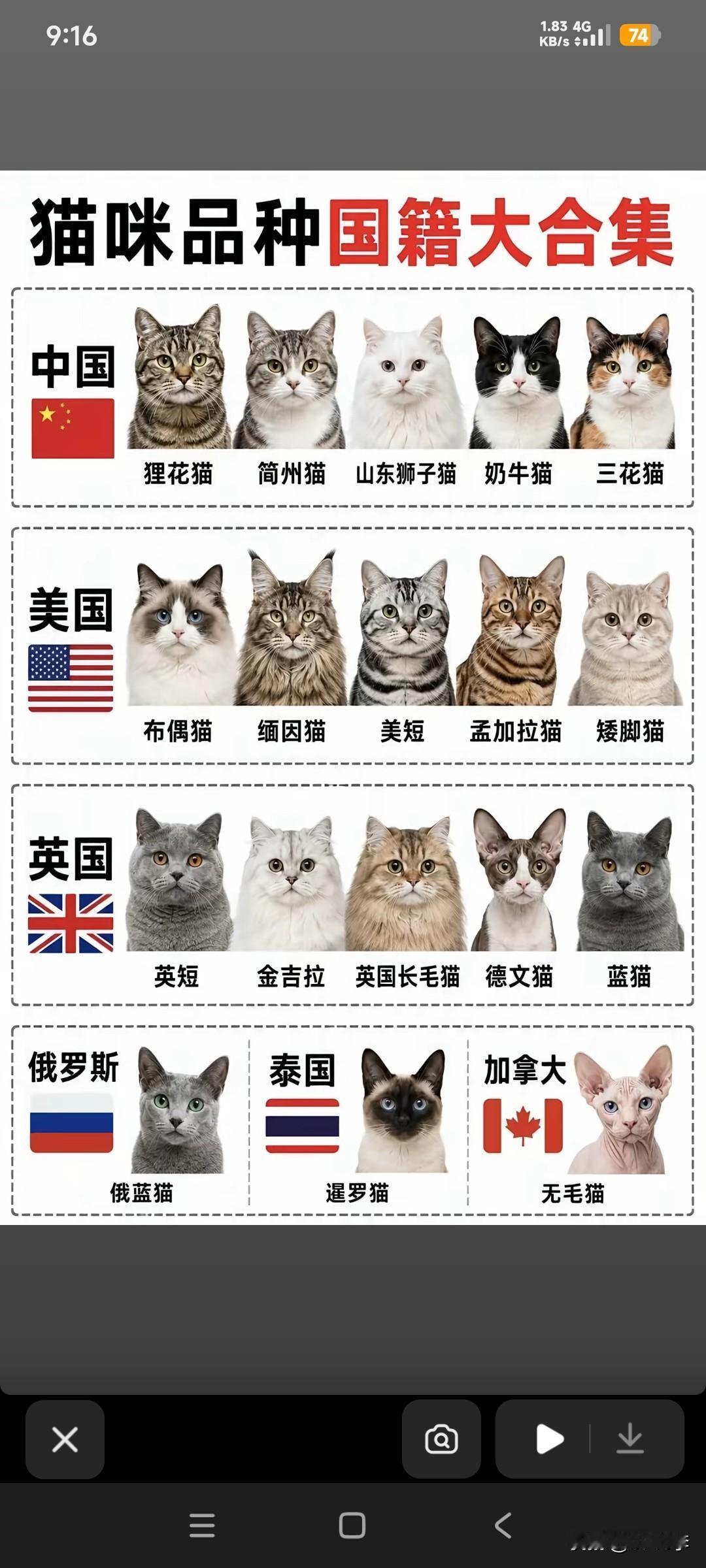 猫