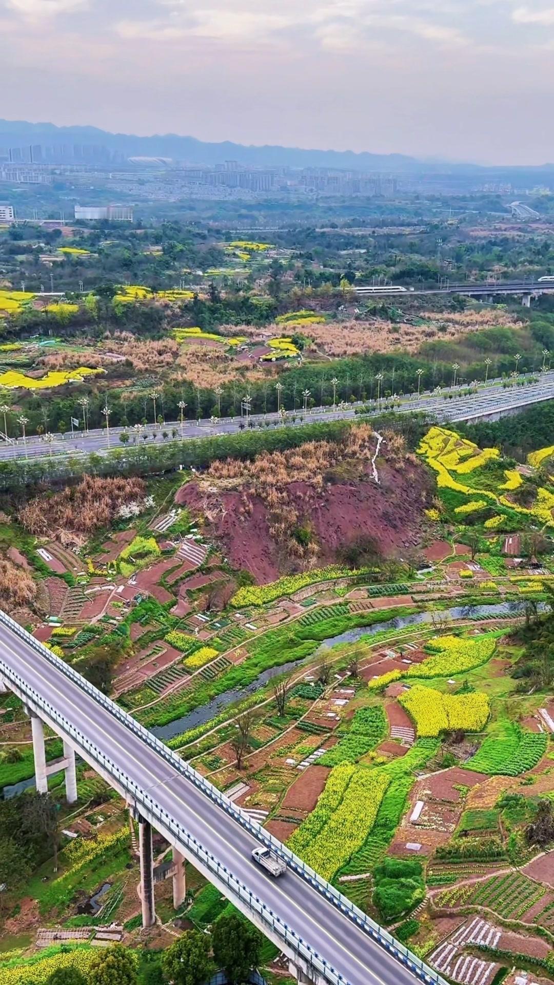 在两江新区的春日里，遇见了最震撼的风景！
一列高铁从金色油菜花田里穿梭而过，另一