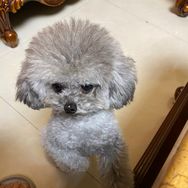 誒呀是风之夏萌宠