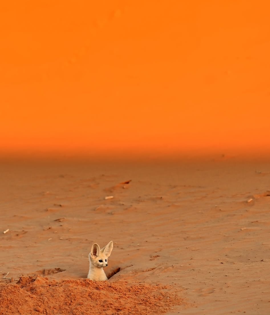 一只大耳朵耳郭狐，在沙尘暴平息之后~~小心翼翼从洞穴里探出了它的小脑袋~摄影师R