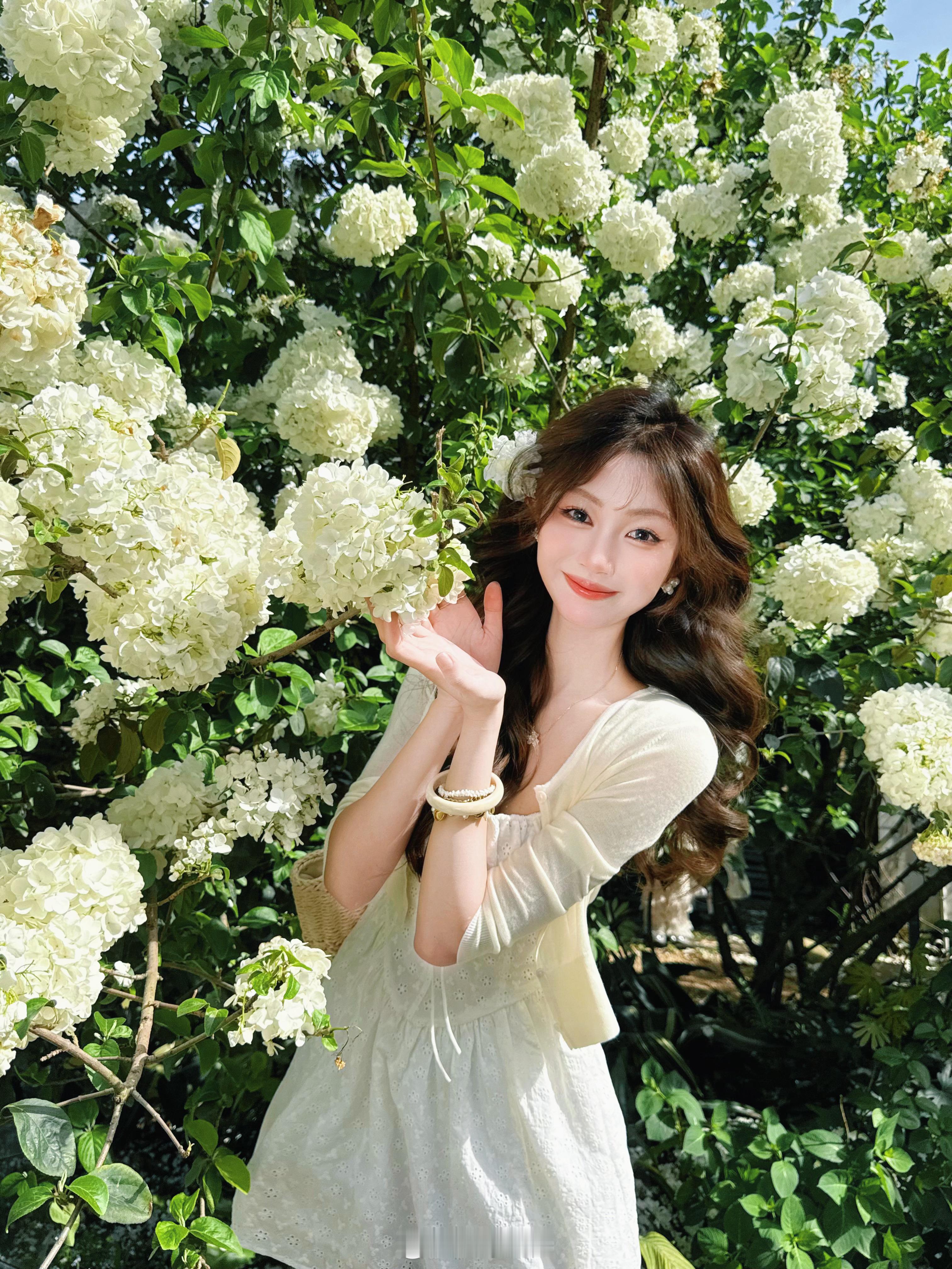 再不发就要过夏天啦，木绣球真的好美丽[送花花]日常[超话] ​​​