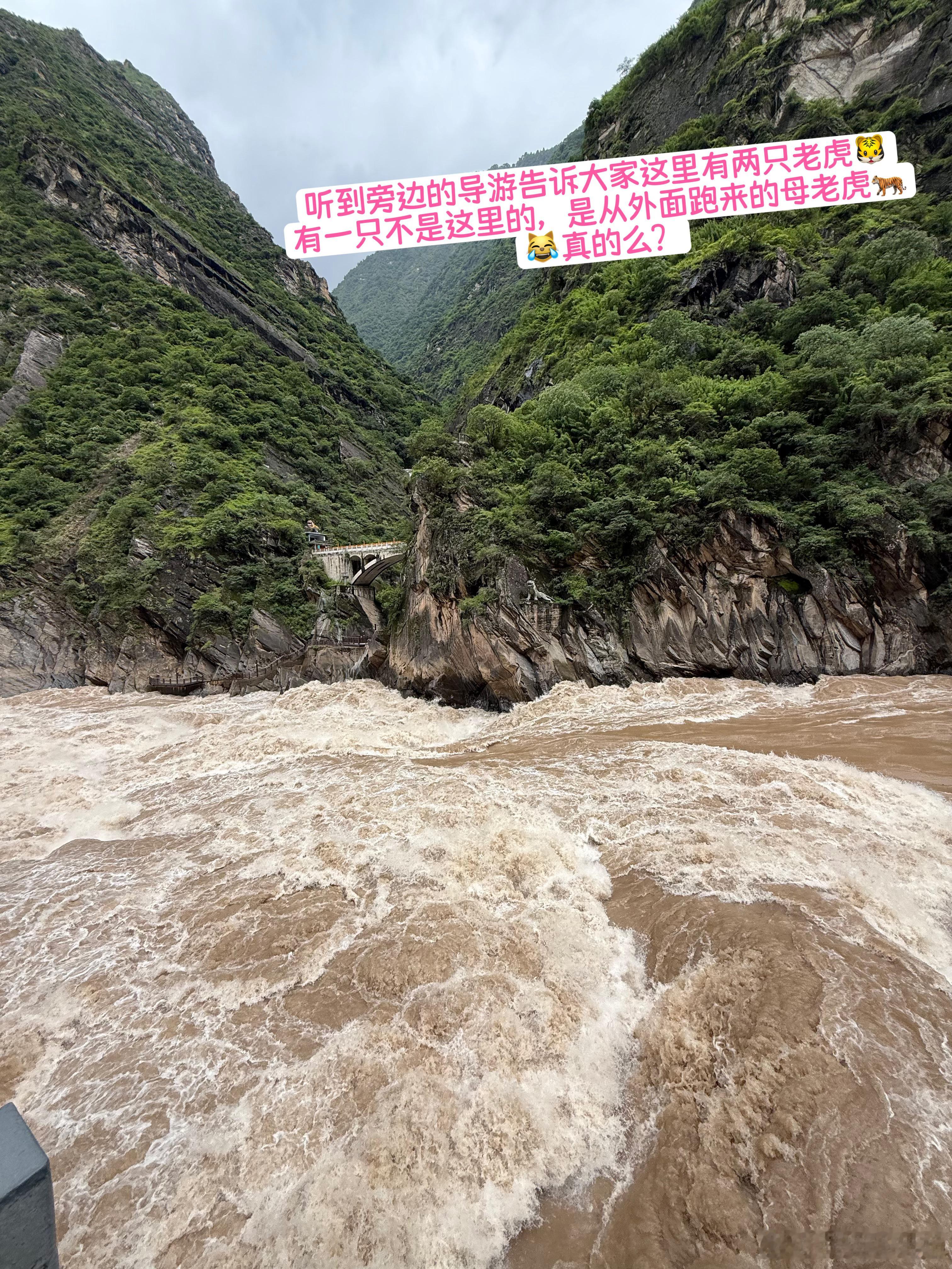 听到旁边的导游和人家说虎跳峡本来只有一只老虎大家为什么看到了两只因为有一只是从外