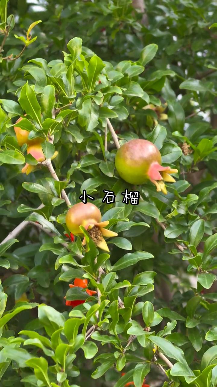 小石榴。