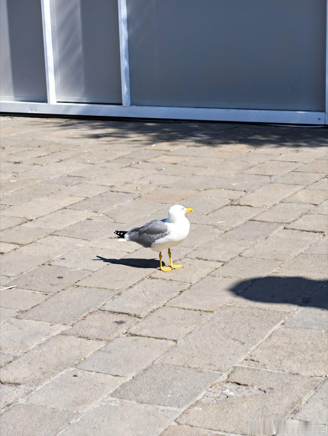 威尼斯人（不是） 意大利·威尼斯大运河