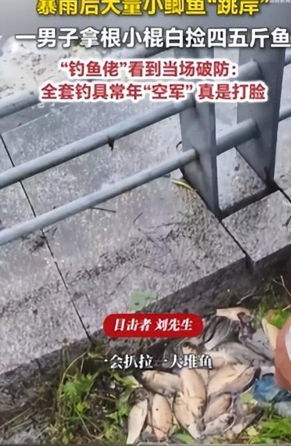 7月15日，吉林延边州敦化市因降雨导致南湖公园水位上涨，湖边大量小鲫鱼因水中缺氧