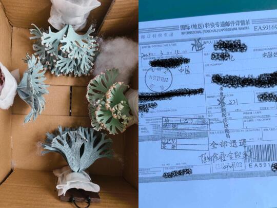 还原度高被当真植物了！这怎么破？