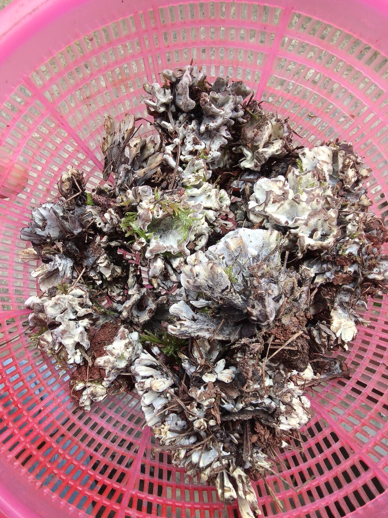 今日分享随手拍照片能拣到这个，感觉应该是可以炫耀一辈子的事[笑哭]，所以，再做一