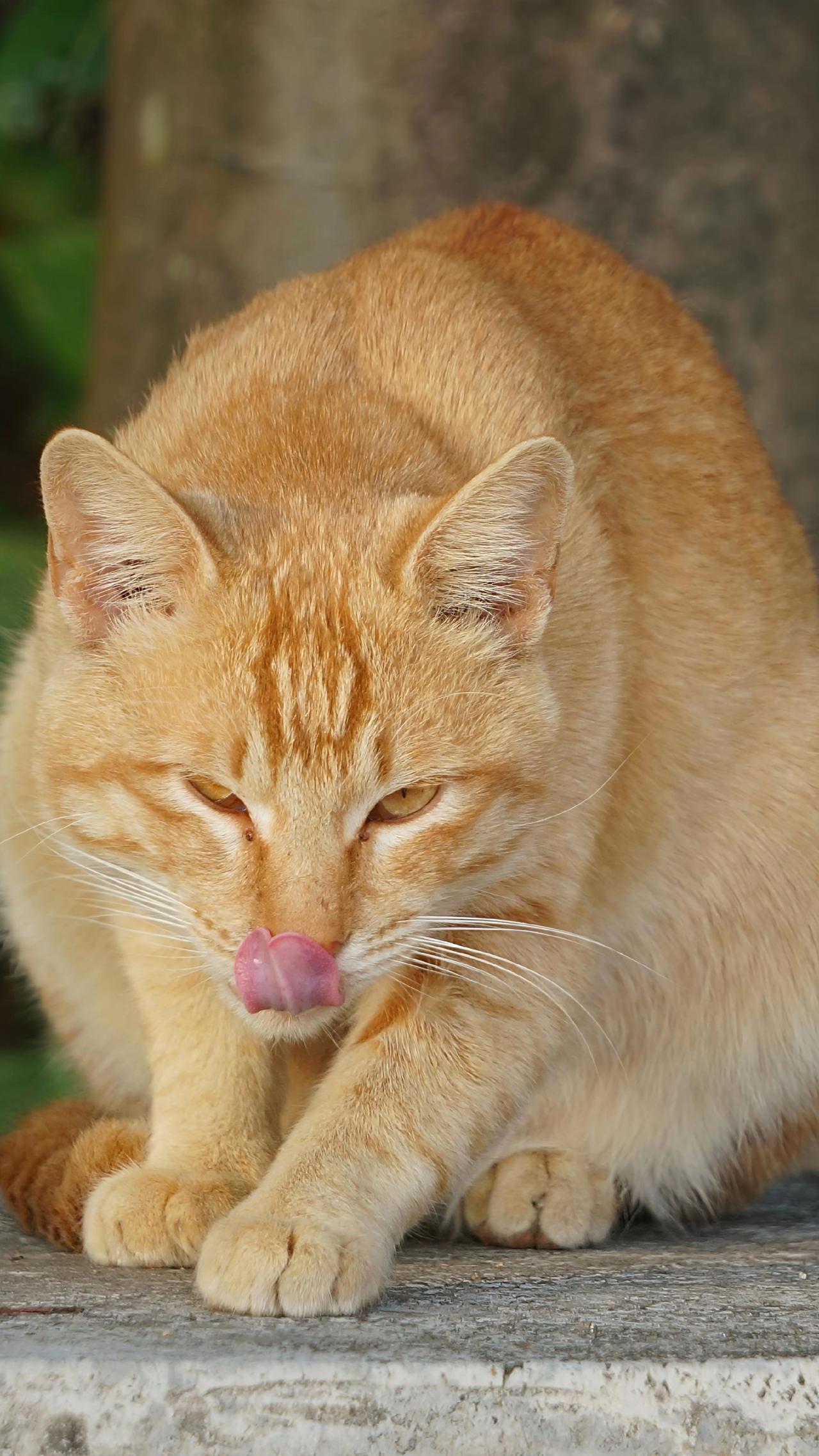动物摄影 动物随手拍 看看你们的宠物 猫咪 小动物们能有多治愈