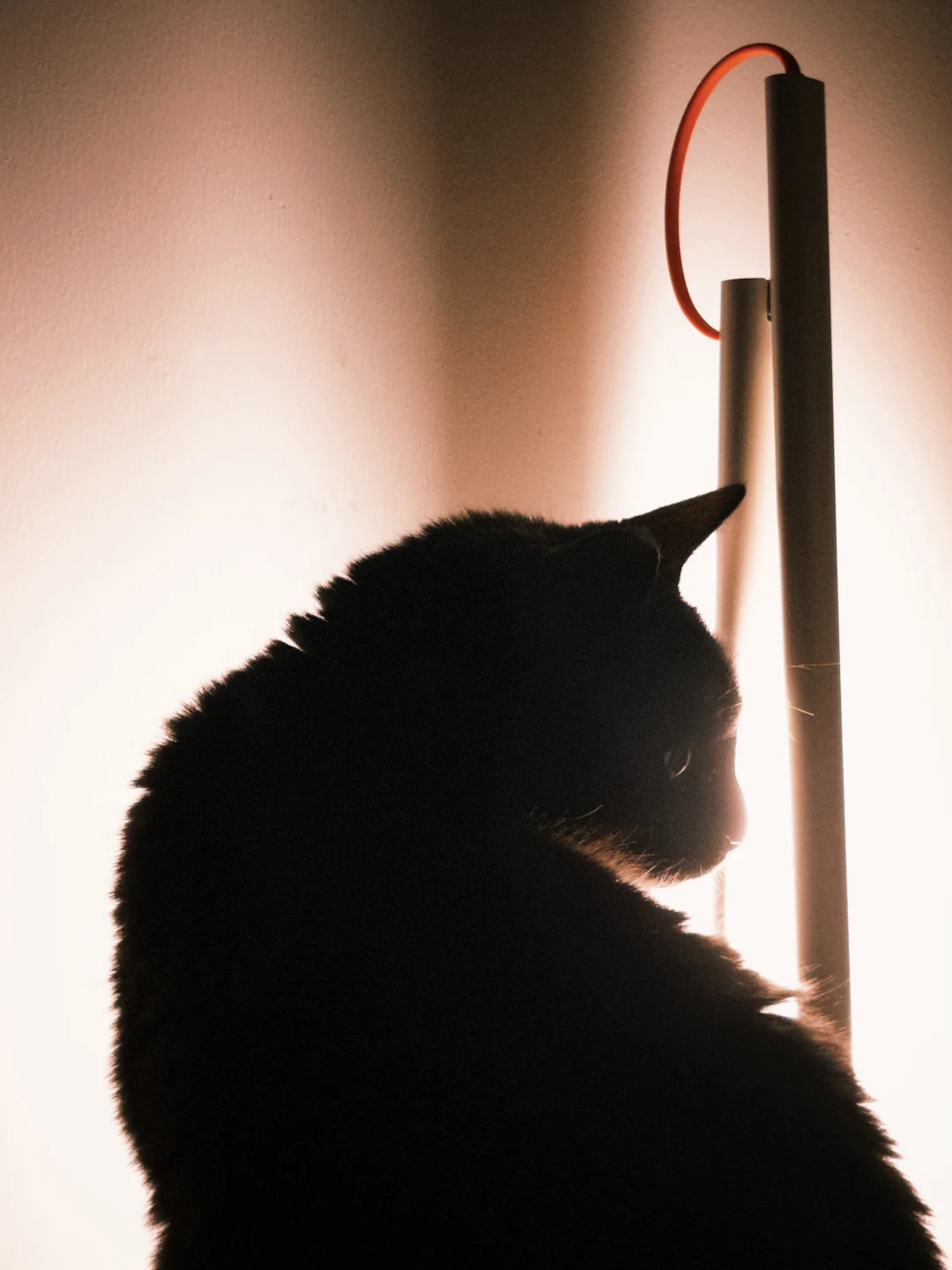 赞美田园猫的体态！