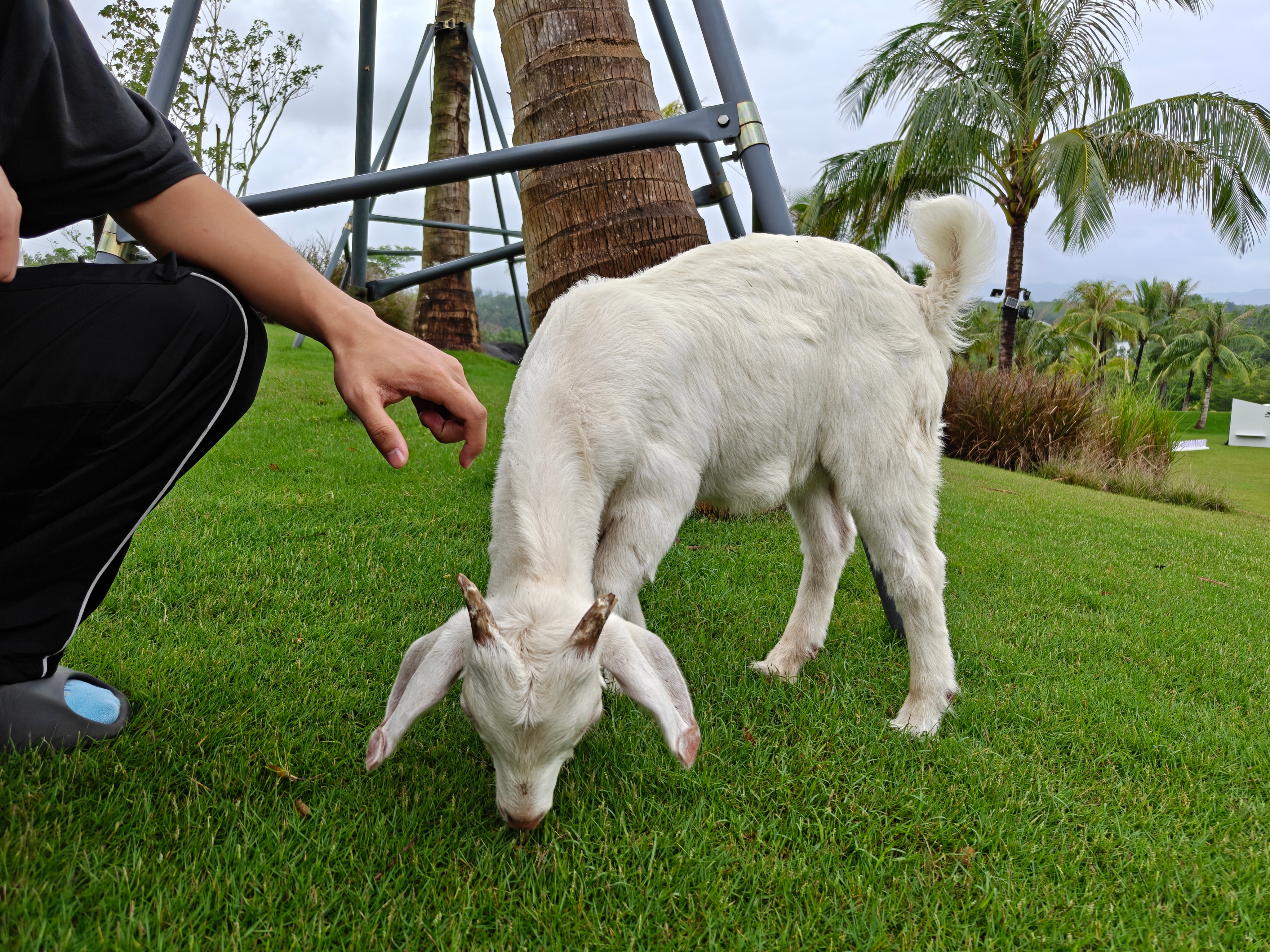 这只羊的耳朵怎么这么大？我看到这只小羊的时候脑子里已经有好几种吃它的方式呈现出来