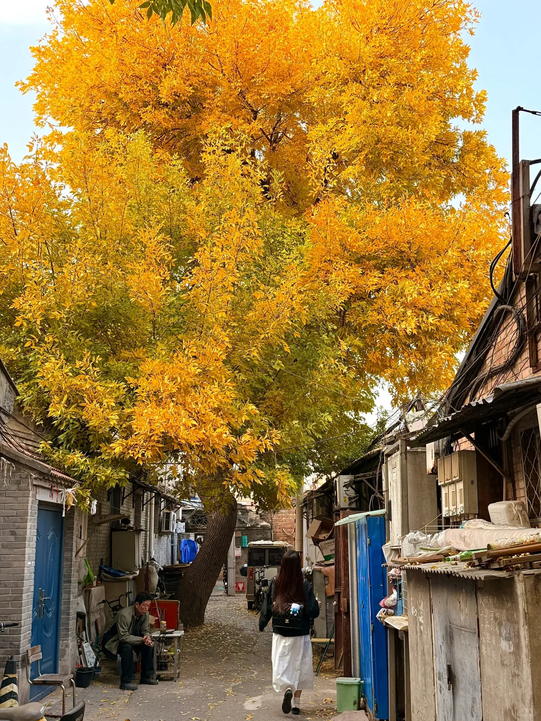 10.12北京胡同里的秋日神树🍂无滤镜实拍…！！