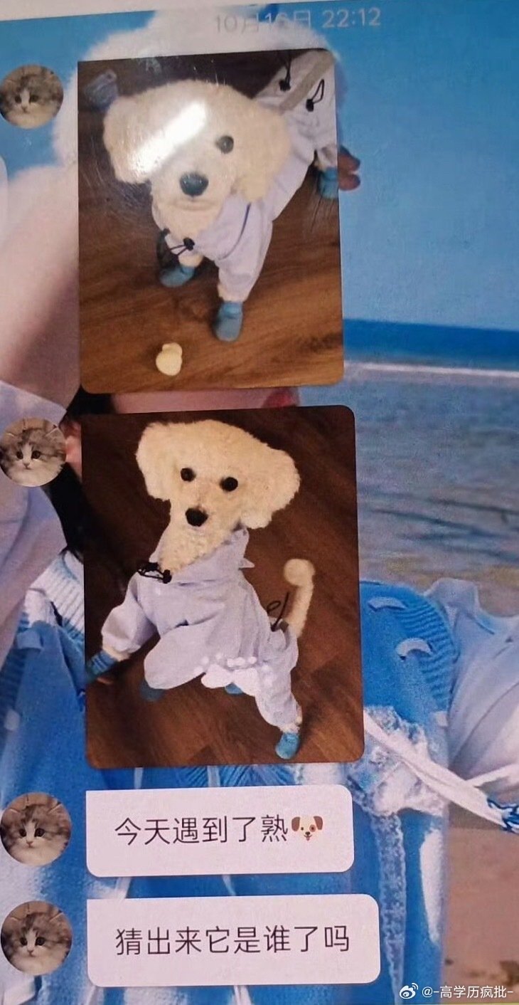 张函瑞发突突张函瑞晒的狗是突突很庆幸张函瑞愿意分享突突的日常碎片，看见小狗健康可