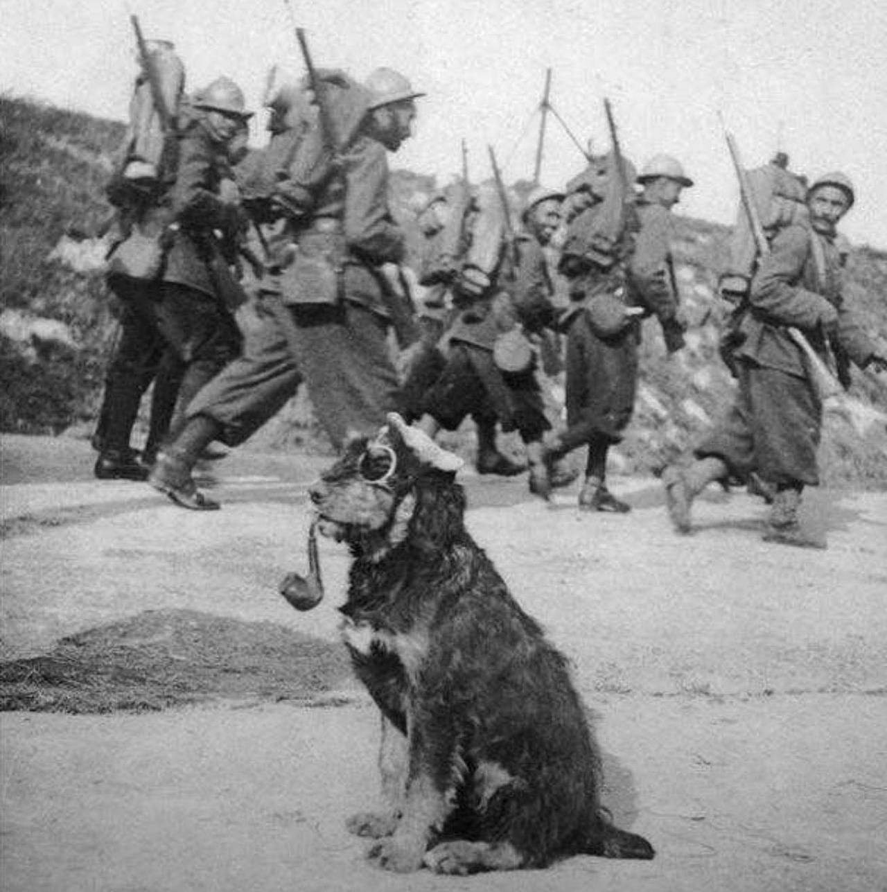 一张摄于1915年的黑白照片：画面中，法国一战士兵们正列队行进，从一只坐着的狗身