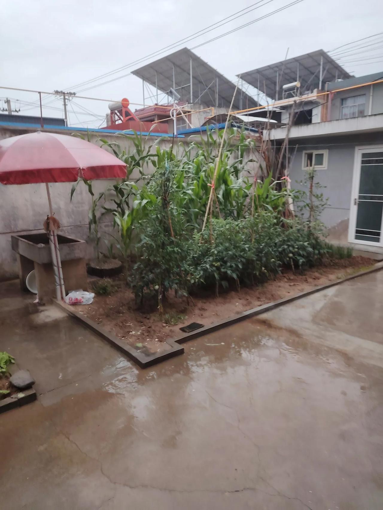 夏夜喜雨
#记录我的2024#
昨天晚上非常闷热，热得我睡觉时也出了一身水，热得