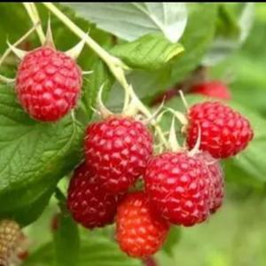 没有足够的闲钱，炒不了黄金、白银！


拉长时间来看，本轮国际金价上涨启动于20