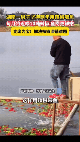 “太有头脑了！”湖南，一男子养鱼发现光饲料就占了大半成本，太不划算，于是他灵机一