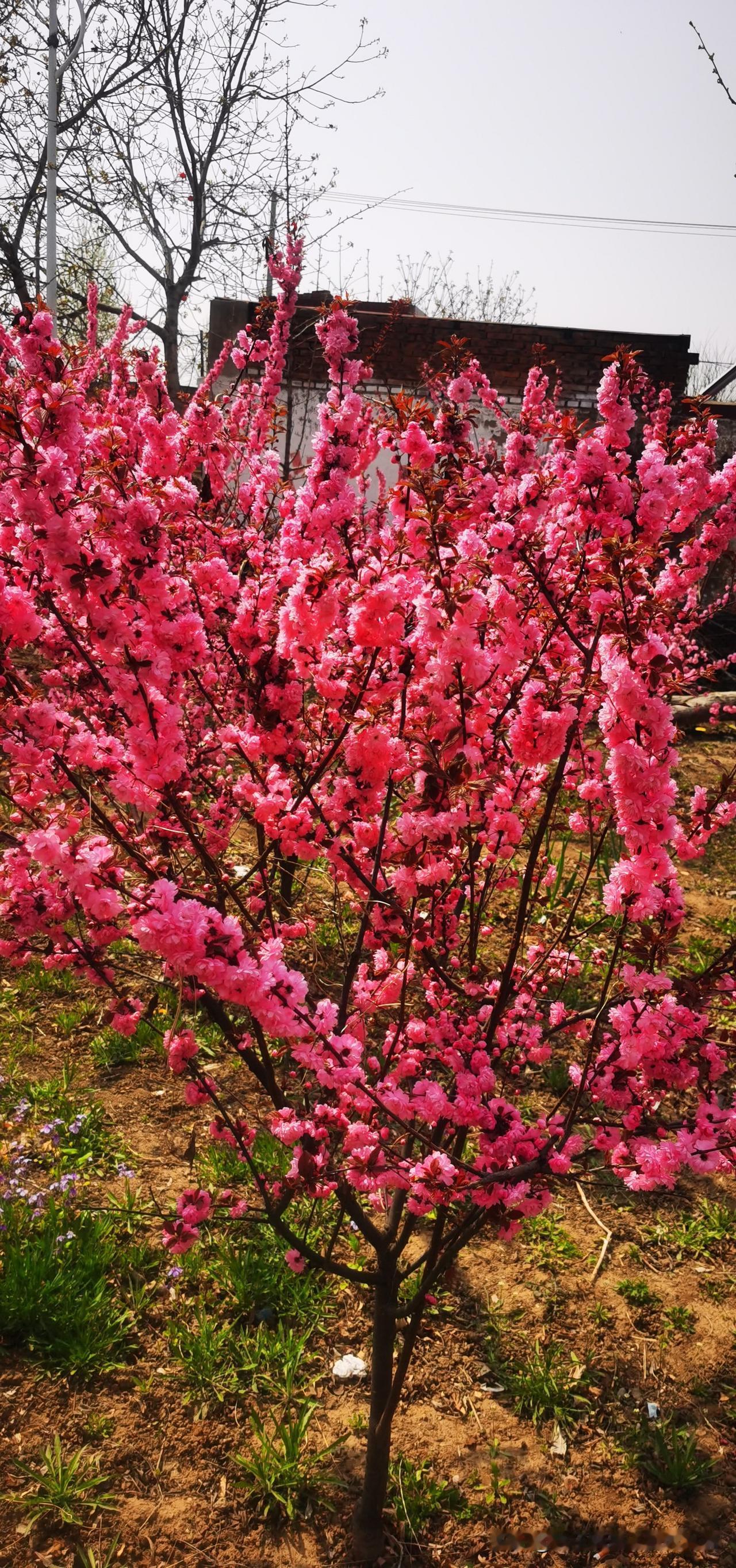 粉嫩桃花盛开，春意盎然，美不胜收！🌸🌸🌸