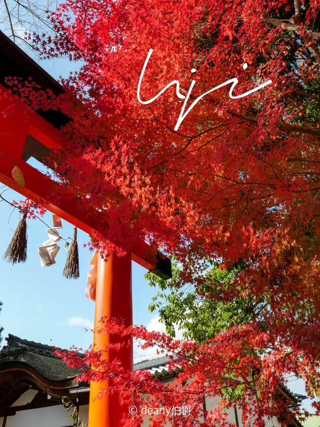 京都红叶🍁有“兔兔”的宇治上神社&宇治神社