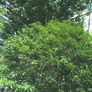 鞠婧祎 jjy鞠婧祎苏绿夏 jjy鞠婧祎万花世界 关关难过关关过，前路漫漫亦灿灿