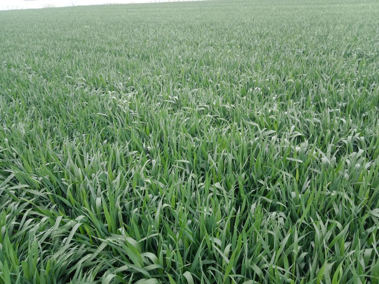 种麦子老铁们，谷雨到了，小麦可是到了“冲刺”产量的关键时候
这几天一定要抓紧打一